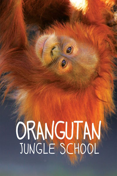 Orangutan Jungle School - Season 2
