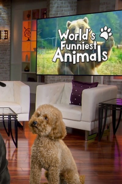 Worlds Funniest Animals - Season 1