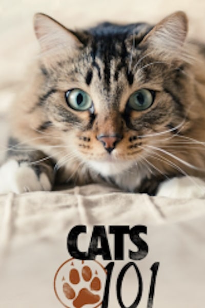 Cats 101 - Season 2