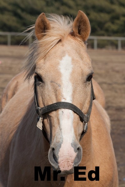 Mr. Ed